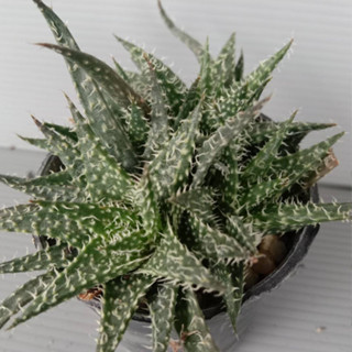 แคคตัส - ฮาโวเทีย - อโลเวรา - ปลาดาว  Haworthia Aloe Vera