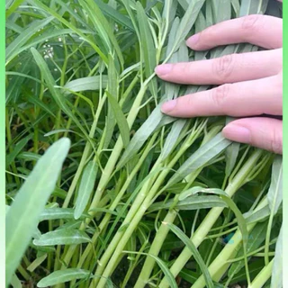 เมล็ดพันธุ์ ผักบุ้งจีน 100+เมล็ด [10 แถม 2 คละได้ ]