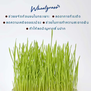 เมล็ดพันธุ์ต้นอ่อนข้าวสาลี (ของใหม่!!) คัดเกรด 60 กรัม เมล็ดพันธุ์หญ้าแมว