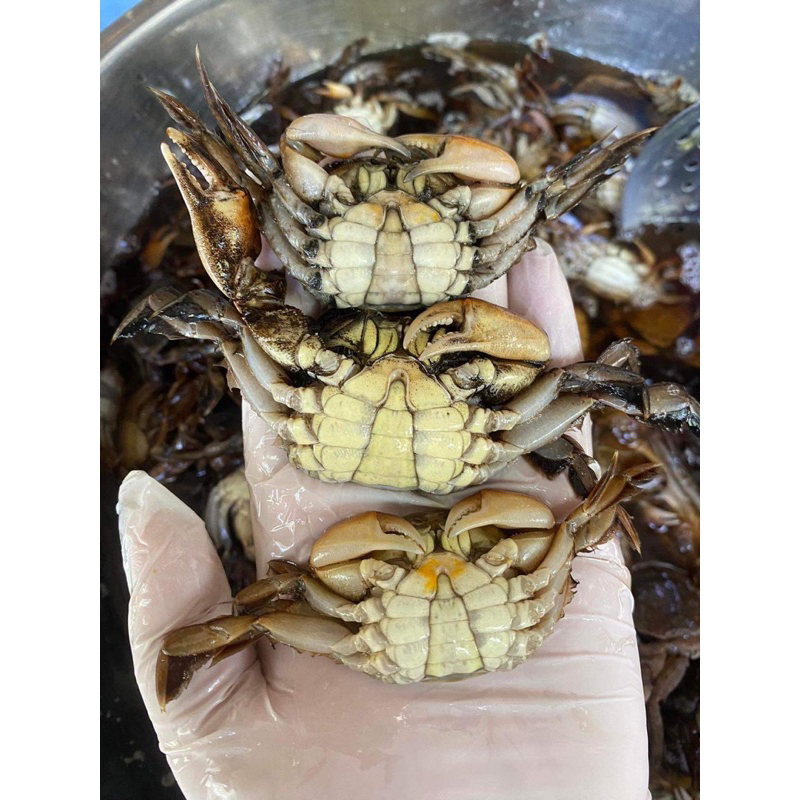 ปูแป้นดองน้ำปลา 🦀 ตัวผู้ล้วน 🦀 250 กรัม - รูปที่ 4