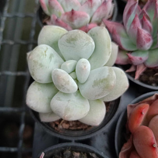 พร้อมส่ง กุหลาบหิน HYBRID ไม้อวบน้ำ ไฮบริด สายพันธุ์ใหม่ๆ กระถาง 5 cm succulent echeveria haworthia lithop Cactus