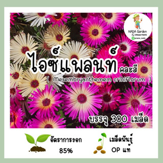 เมล็ดพันธุ์ไอซ์แพลนท์ คละสี ( Mesembryanthemem criniflorum ) บรรจุ 300 เมล็ด สายพันธุ์ OP แท้100%