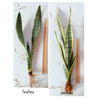 ลิ้นมังกรขอบทอง Snake Plant ส่งแบบล้างราก ชุด 5 ต้น ความยาว 30 ซ.ม.