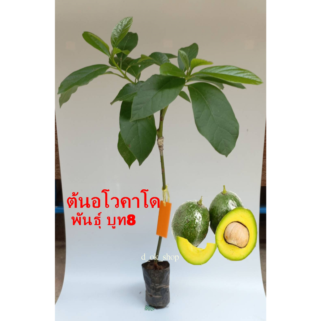 ต้นอะโวคาโด พันธุ์ บูท8 เสียบยอด  สายพันธุ์แท้ 2ปีติดลูก คัดต้นแข็งแรงส่ง มีเก็บปลายทาง