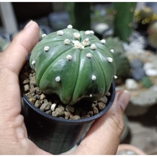 Astrophytum asterias (แอสโตรไฟตัมแอสทีเรียส) “Star-shape” (สตาร์เชฟ) ทรงขาเว้า