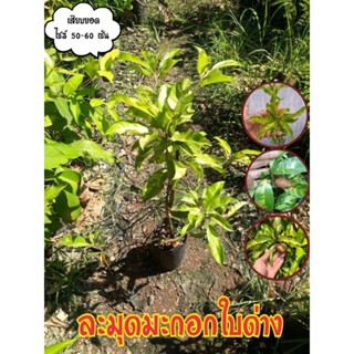 ละมุดมะกอก (ใบด่าง) ละมุดพันธุ์โบราน