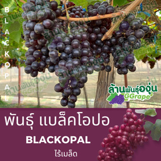 กิ่งพันธุ์องุ่น แบล็คโอปอ (BlackOpal) ไร้เมล็ด