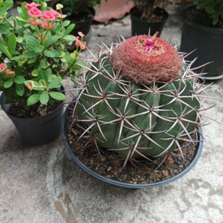 melocactusสีเขียวหนามขาว