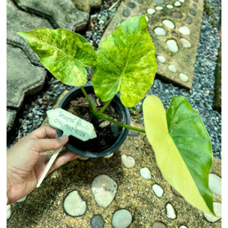 หูช้างด่างเหลือง Alocasia Gageana Aura Variegated (ส่งต้นจริงตามรูป)