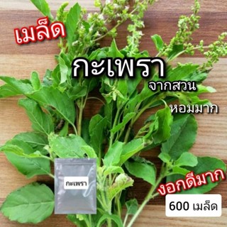 เมล็ดกะเพรา กระเพราหอม 🌱 เมล็ดพันธุ์ งอกดี (ซื้อ10แถม2ซอง​💥​)​ ซื้อคละได้ งอกดี