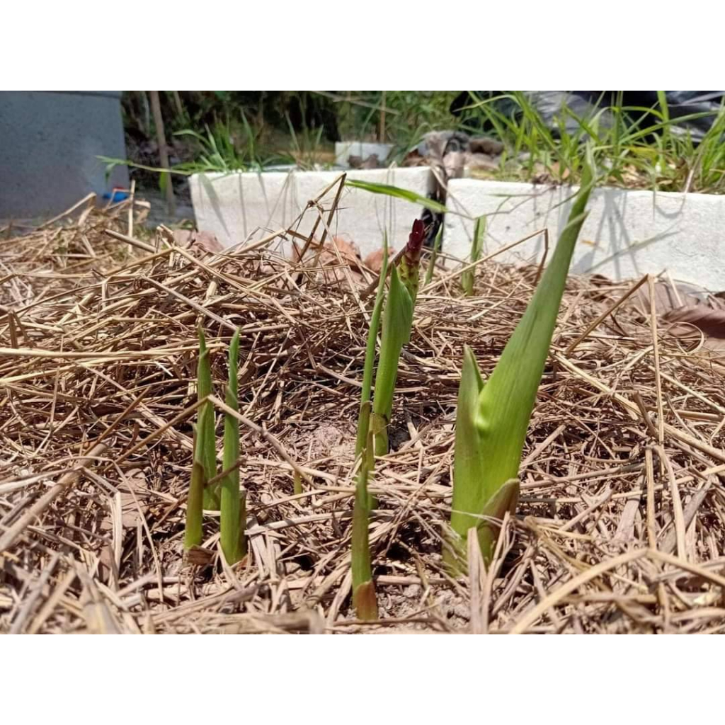 กระเจียวหวาน เพชรน้ำผึ้ง ถุงดำพร้อมปลูก 39 บาท ปลูกครั้งเดียวทานได้ตลอด - รูปที่ 6