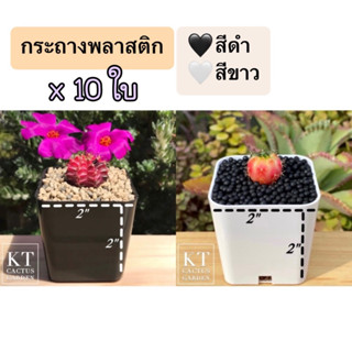 กระถางพลาสติก 2 นิ้ว (10 ใบ)