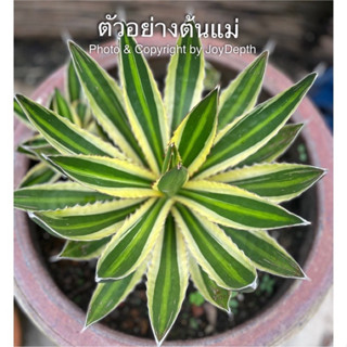 Agave Lophantha quardicolor/ อากาว่า โลแฟนทา ต้นละ 70 - 130 บาท