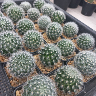 Mammillaria Laui แมมเลาอ้าย ไม้เมล็ด กระถาง 2  นิ้ว🌸🌺 ออกดอกหน้าหนาว 🚚ส่งทั้งกระถาง