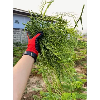 กิ่งชะอมพันธุ์หนามน้อยหนามสั้นพร้อมปลูก🔥1️⃣ ชุด 5 กิ่ง 74 บาท 🌱รับประกันรากเต็มทุกกิ่งราคาส่งจากสวนโดยตรง🚛