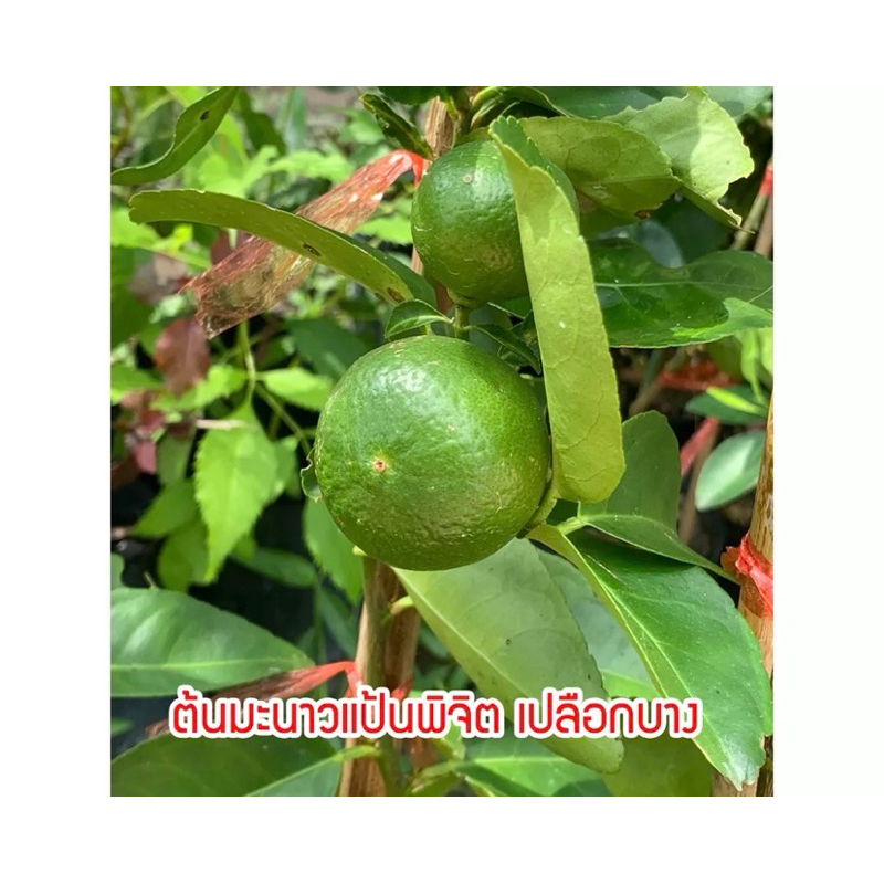 มะนาวแป้นพิจิตร 1 🔥กิ่งทาบเสียบยอดขนาด50-70cmต้นแข็งแรงมีรากแก้วชำเรียบร้อยพร้อมปลูก บางก็เริ่มออกดอกออกลูกแล้ว