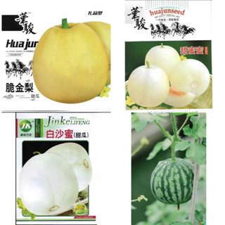 เมล็ดพันธุ์ แอปเปิ้ล เมล่อน ( Apple Melon Seed ) บรรจุ 15 - 100 เมล็ด