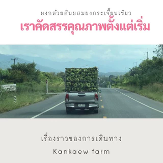 ผงกล้วยน้ำว้าดิบ ผสม กระเจี๊ยบเขียว(ชนิดแคปซูล) 100แคปซูล
