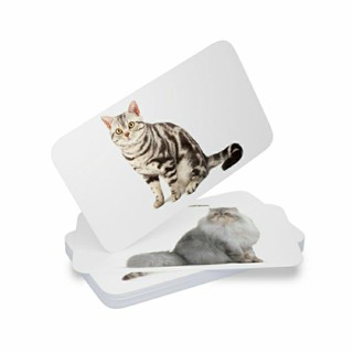 แฟลชการ์ดสายพันธุ์แมว แผ่นใหญ่ Flash card Cat breeds KP039 Vanda learning