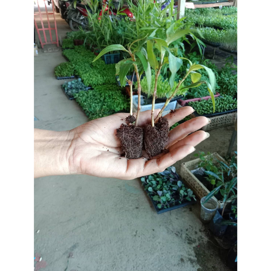 ผักไผ่ ผักแพว ต้นกล้าต้นละ 10 บาท  พร้อมปลูก ซื้อ 10แถม 2ต้น - รูปที่ 4