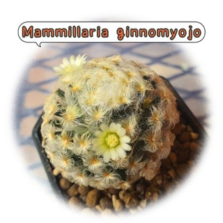 แมมเมียวโจ แมมขนนกเปียก Mammillaria schiedeana v.plumosa แคคตัส ไม้เมล็ด ดอกขาว