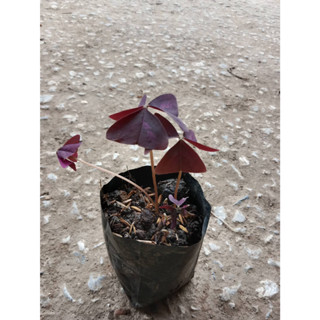 ต้นพันธุ์  ต้นดอกผีเสื้อราตรี  Oxalis triangularis  พร้อมปลูกในถุงดำ 39 บาท ดอกไม้ทานได้ แสนสวย