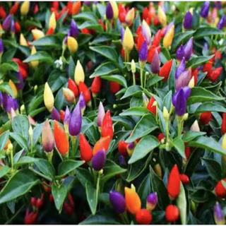 9 บาท เมล็ดพันธุ์ พริก7สี คละสี ทานได้