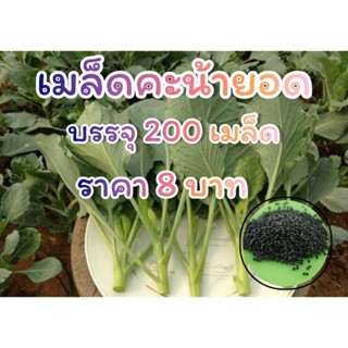 เมล็ดพันธุ์ คะน้ายอด บรรจุ 200 เมล็ด