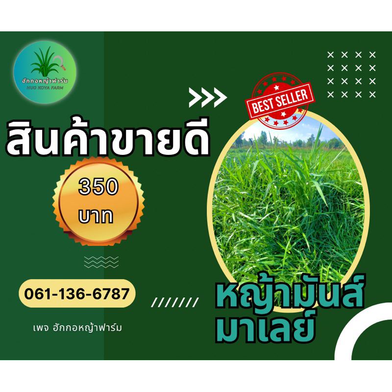 หญ้ามันมาเลย์ สำหรับปลูก บรรจุ 10 กิโลกรัม