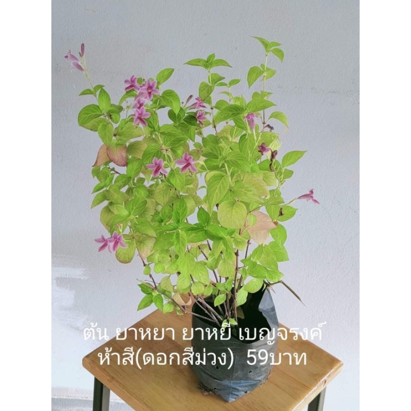 ต้น ยาหยา ยาหยี เบญจรงค์ห้าสี(ดอกสีม่วง)