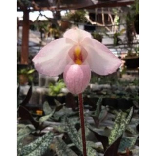 กล้วยไม้รองเท้านารีเดเลนเน่ติอาย Paphiopedilum delenetii รองเท้านารีเดเลนเนติอายต้นละ150