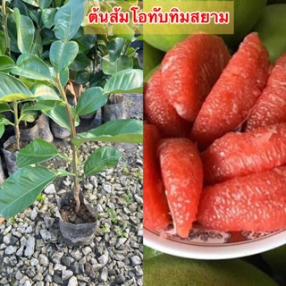 ต้นส้มโอทับทิมสยาม แบบเสียบยอด ขนาด40-50เซนฯ เนื้อแดงรสหวาน