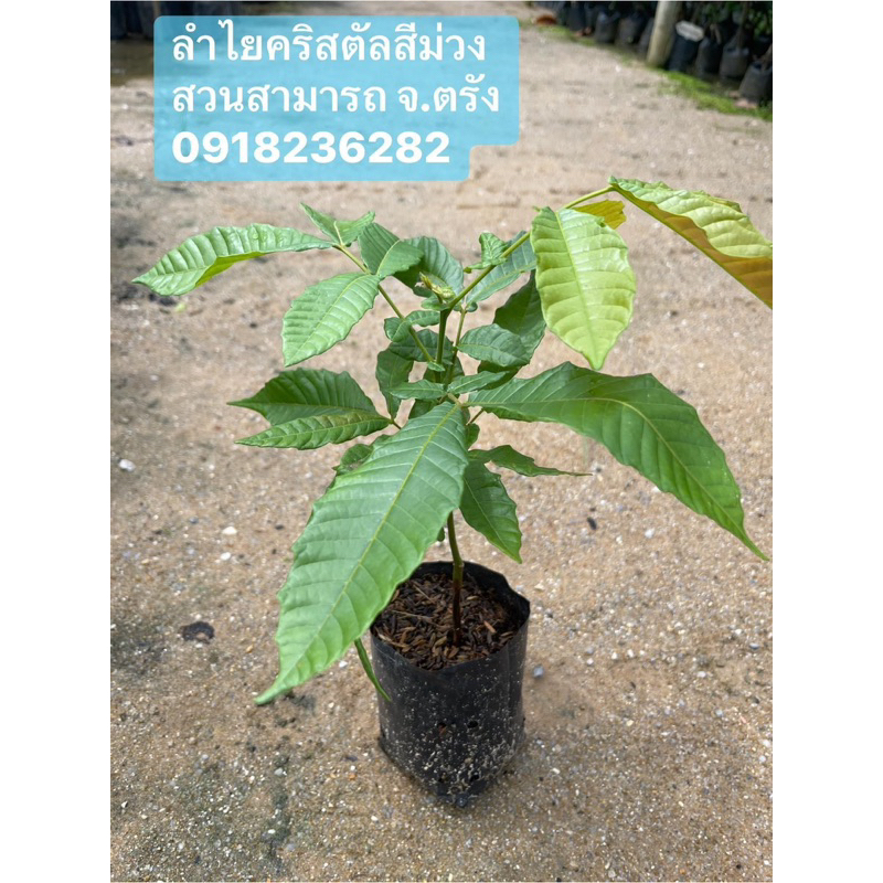 ต้นลำไยคริสตัลสีม่วงจัมโบ้ ไซต์พร้อมปลูก ต้นพันธุ์แข็งแรง