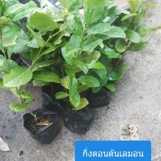 กิ่งตอนต้นมะนาวเลมอน กิ่งตอนต้นมะนาวฝรั่ง Lemon tree cutting ให้ผลสีเขียว เมื่อแก่จัดจะเป็นสีเหลือง รสชาดเปรี้ยวไม่จี๊ด