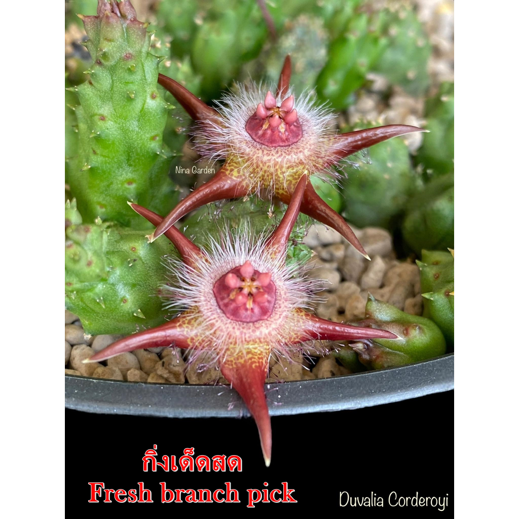 เก๋งจีน Duvalia Corderoyi *กิ่งเด็ดสด* แคคตัส ไม้อวบน้ำ Cactus and Succulent