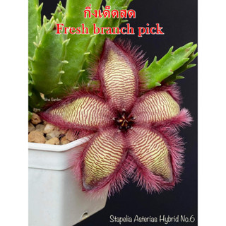 เก๋งจีน Stapelia Asterias Hybrid No.6 *กิ่งเด็ดสด* แคคตัส ไม้อวบน้ำ Cactus and Succulent