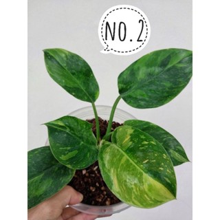 ฟิโลเดนดรอน กรีนคองโก ไฮบริด ด่างหินอ่อน Philodendron Green congo hybrid V.ได้ต้นตามภาพ