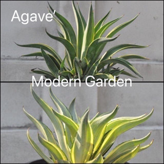 AGAVE TREE อากาเว่ปากนกแก้วด่าง สองสี แหล่งผลิตเอง❗ อ่านรายละเอียดก่อนสั่ง❗