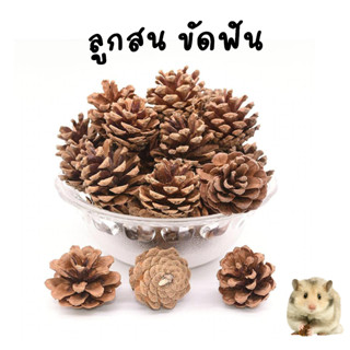 (ร้านค้าไทย) Muay pet shop pine ลูกสนลับฟันขัดฟันน้องแฮมเตอร์และสัตว์เลี้ยงฟันแทะตกแต่งบ้านน้อง