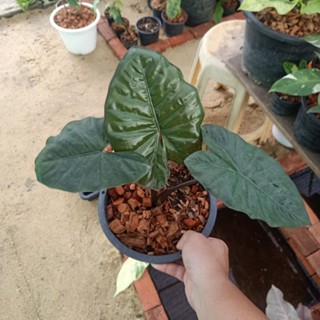 ❤️ (6/9/66) Alocasia Yucatun Princess 🌱 อโลคาเซีย ยูคาตัน ปริ้นเซส ไม้แยกหน่อจากต้นแม่ภาพแรก 🌱 บอนสี ไม้ด่าง 🌱