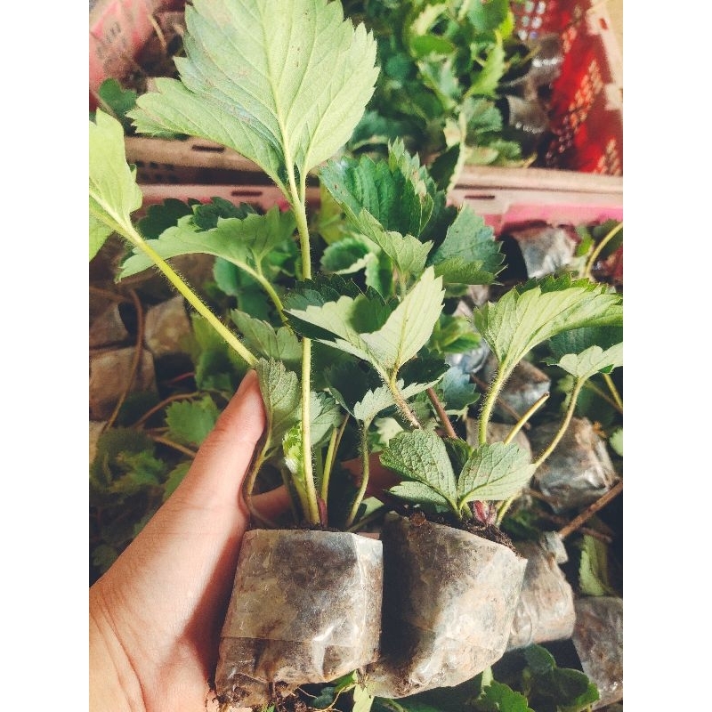 ต้นกล้าสตรอเบอร์รี่พันธุ์80/ชุด10ต้น🍓🍓🌱🌱พร้อมส่ง/10ต้นแถม1ทุกออเดอร์