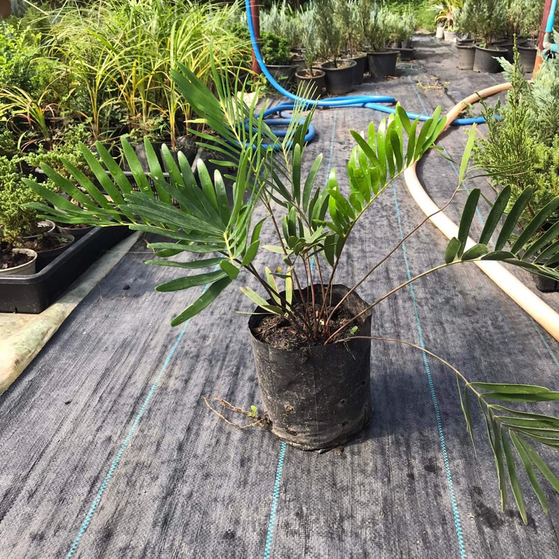Zamia floridana ปรงหายากจากสหรัฐอเมริกา ถุง4นิ้ว ใบถี่สวยงาม