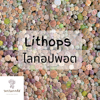 (ส่งทั้งกระถาง❗️)ไลทอปมิกซ์ Lithops ไลทอป ไลทอปยกพอต ไลทอปพอตจิ๋ว ไม้อวบน้ำ ราคาถูก แคคตัส กระบองเพชร