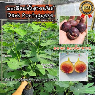 มะเดื่อฝรั่ง สายพันธ์ Dark Portuguese จากประเทศโปรตุเกส ต้นสวยงาม แข็งแรง รากแน่น เป็นต้นพร้อมปลูก ไม่ต้องเสี่ยงอนุบาล!!