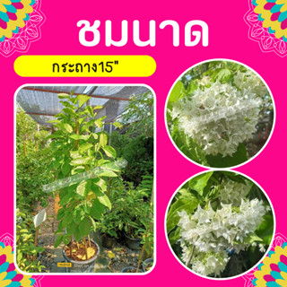 ต้นชมนาด #ไม้เลื้อยสีขาว #กระถาง 15"