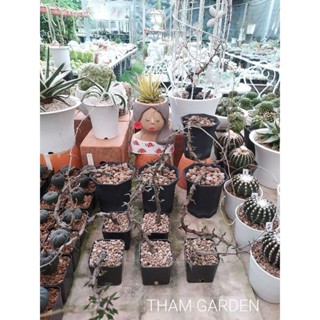 มังกรน้ำตาล Ceropegia armandii 2" 🐲