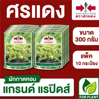 ขายส่ง เมล็ดพันธุ์ ศรแดง BIG ผักกาดหอม แกรนด์แรปิดส์ ขนาด 300 กรัม (300 กรัม X 10 กระป๋อง)