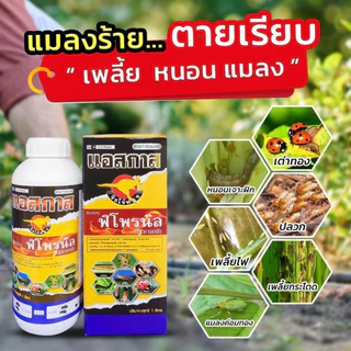 แอสกาส พิโพรนิล (จิงโจ้) ขนาด 1 ลิตร กำจัดหนอน เพลี้ย ปลวก แมลงเต่าทอง พิโพลนิล พิโพนิล แอสกาด พิโพรนิลยกลัง
