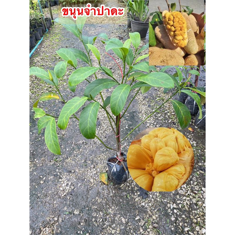 #ต้นขนุนจำปาดะ กลิ่นทุเรียน (ทาบกิ่ง) สูงราว 30-70เซน