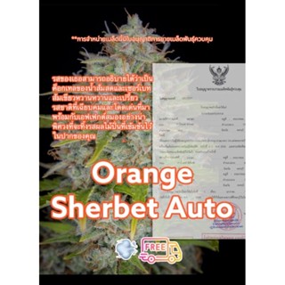 เมล็ดกัชชา Orange Sherbet ต้นแม่นำเข้าจากอเมริการับประกันการงอก ฟรีปุ๋ยฮอร์โมน ×3 เมล็ดกุหลาบ กุหลาบ